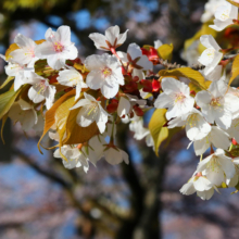 美の山公園桜の画像