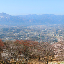 美の山公園桜の画像