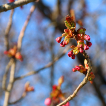 美の山公園桜の画像