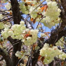 長瀞通り抜けの桜の画像