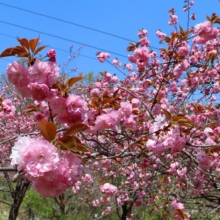 長瀞通り抜けの桜の画像