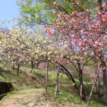 長瀞通り抜けの桜の画像