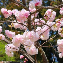 長瀞通り抜けの桜の画像