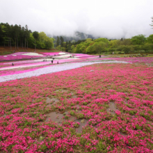 芝桜の丘の画像