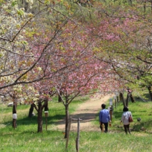 長瀞通り抜けの桜の画像