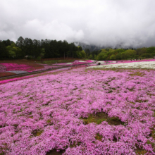 芝桜の丘の画像