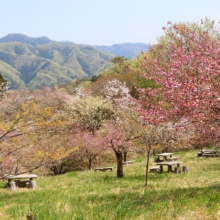 長瀞通り抜けの桜の画像