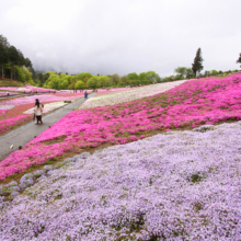 芝桜の丘の画像