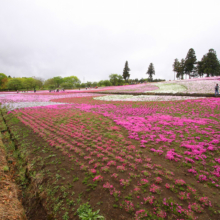 芝桜の丘の画像