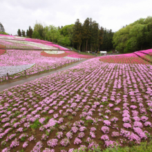 芝桜の丘の画像