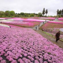 芝桜の丘の画像