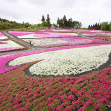 芝桜の丘の画像