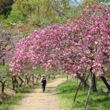 長瀞通り抜けの桜の画像