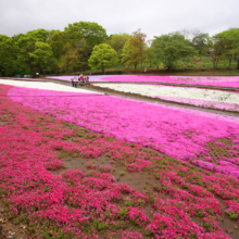 芝桜の丘の画像