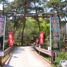 長瀞通り抜けの桜の画像