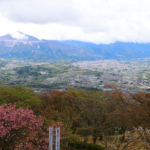 美の山公園桜の画像