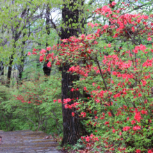 美の山公園ヤマツツジの画像