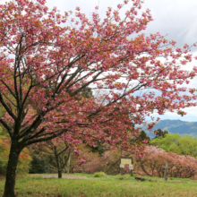 美の山公園桜の画像