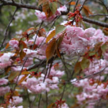 美の山公園桜の画像
