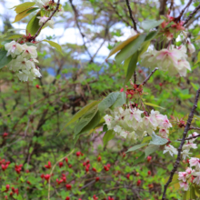 美の山公園桜の画像