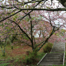 美の山公園桜の画像