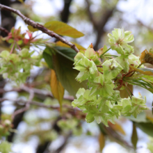 美の山公園桜の画像