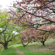 美の山公園桜の画像