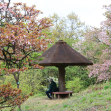 美の山公園桜の画像