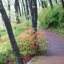 美の山公園ヤマツツジの画像