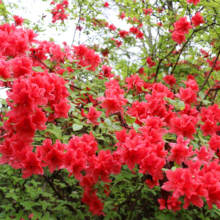 美の山公園ヤマツツジの画像