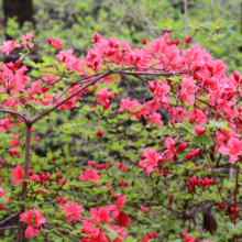 美の山公園ヤマツツジの画像