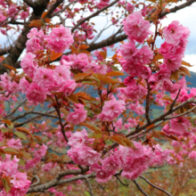 美の山公園桜の画像