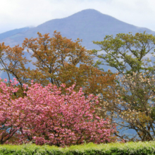 美の山公園桜の画像