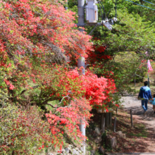 宝登山ヤマツツジ