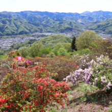 宝登山ヤマツツジ