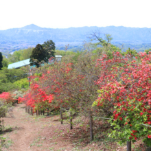 宝登山ヤマツツジ