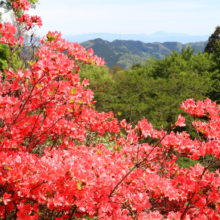 宝登山ヤマツツジ