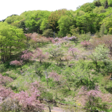 長瀞通り抜けの桜の画像