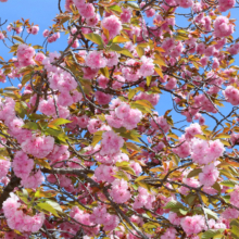 長瀞通り抜けの桜の画像