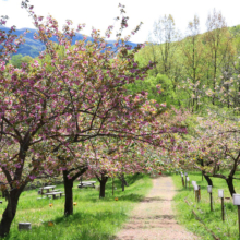 長瀞通り抜けの桜の画像