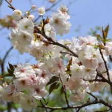 長瀞通り抜けの桜の画像