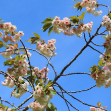 長瀞通り抜けの桜の画像