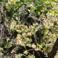 長瀞通り抜けの桜の画像