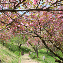 長瀞通り抜けの桜の画像