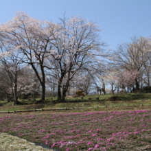 芝桜の丘の画像