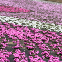 芝桜の丘の画像