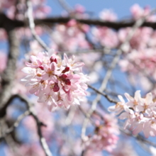 羊山公園桜の画像