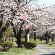 羊山公園桜の画像