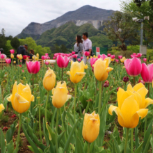 芝桜の丘チューリップの画像