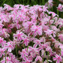 芝桜の丘の画像